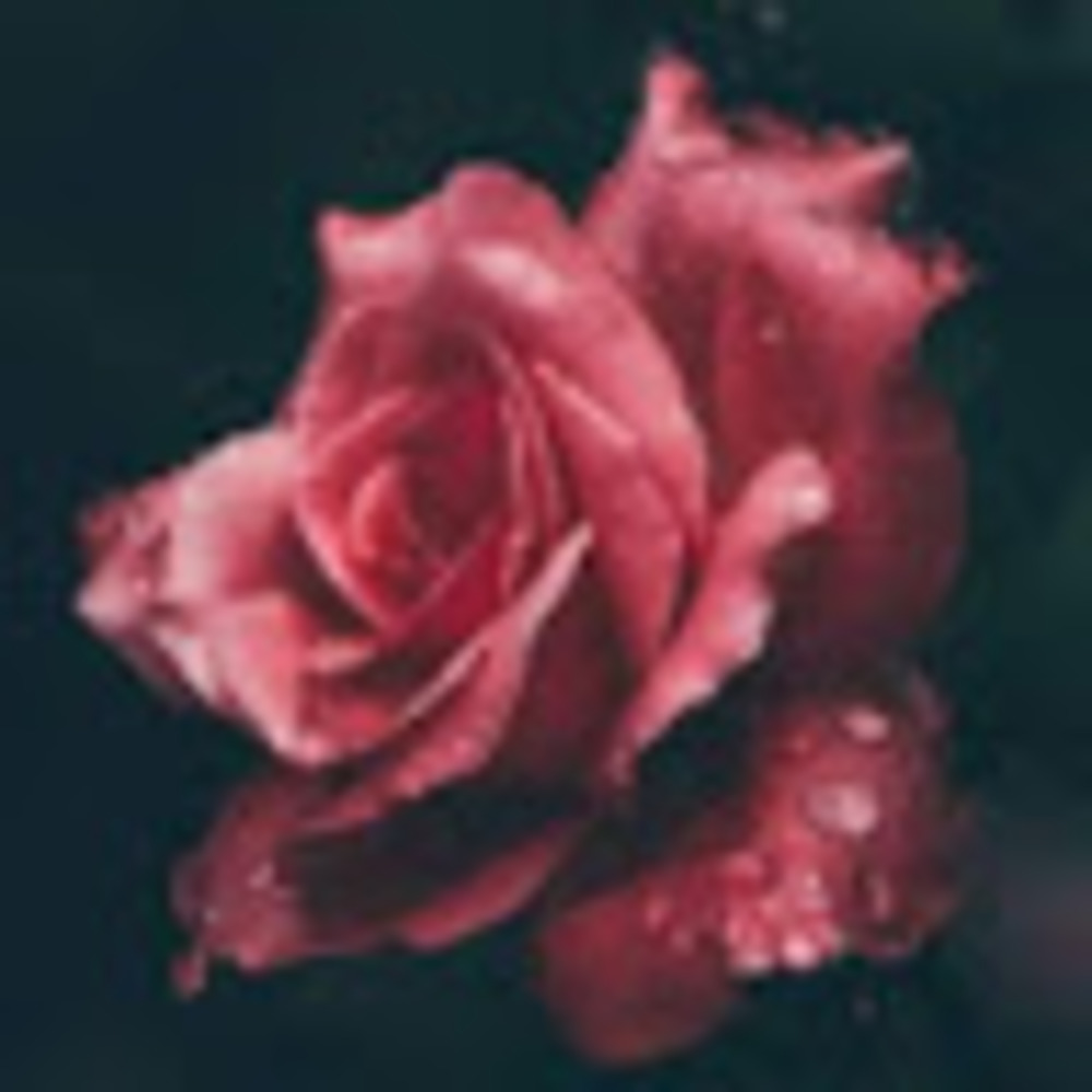 Meet your Posher, Roselyn